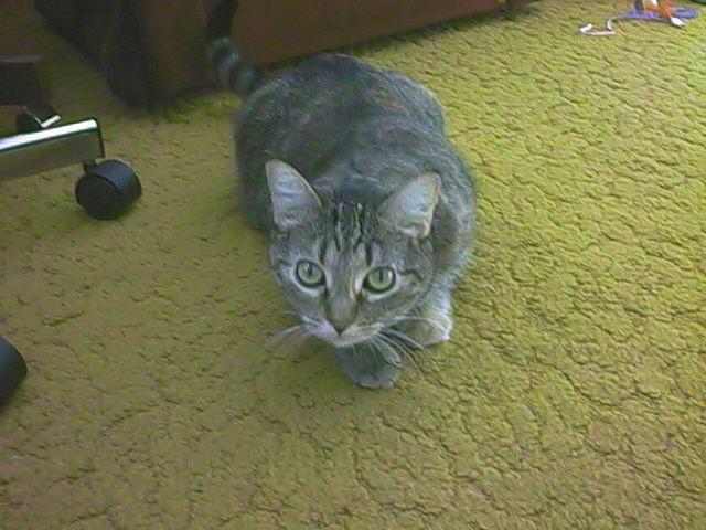 Image: picture of my cat "Cosmos"